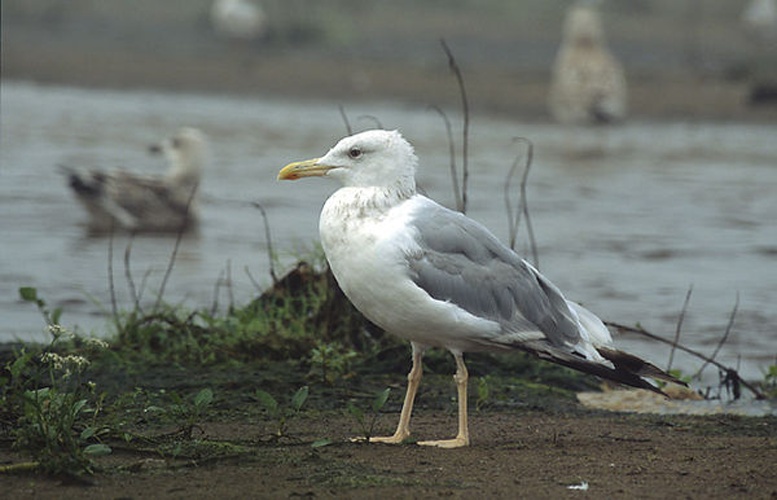 Caspian Gull &copy; <a href="//commons.wikimedia.org/wiki/User:Pkuczynski/Marek_Szczepanek" title="User:Pkuczynski/Marek Szczepanek">Marek Szczepanek</a>