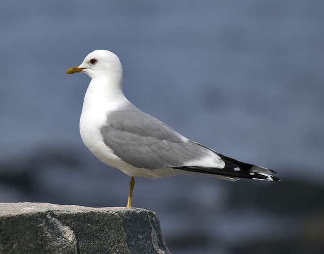 Mew Gull &copy; <a rel="nofollow" class="external text" href="http://photo-natur.de">Andreas Trepte</a>