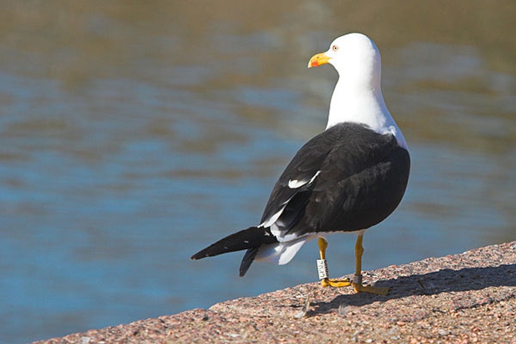 Lesser Black-backed Gull © <a href="https://fi.wikipedia.org/wiki/User:Thermos" class="extiw" title="fi:User:Thermos">Thermos</a> at <a class="external text" href="http://fi.wikipedia.org">fi.wikipedia</a>