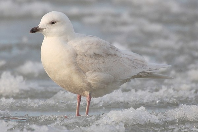 Iceland Gull © <a href="//commons.wikimedia.org/wiki/User:Mdf" title="User:Mdf">Mdf</a>