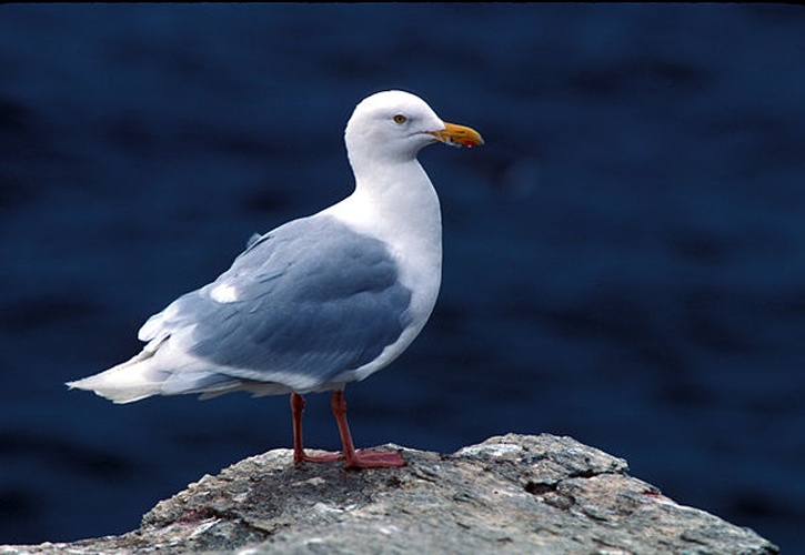 Glaucous Gull © Sowls, Art