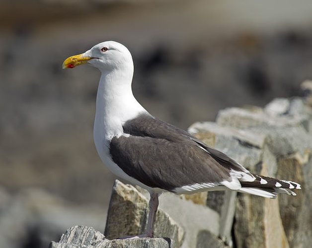 Great Black-backed Gull © <a rel="nofollow" class="external text" href="http://photo-natur.de">Andreas Trepte</a>