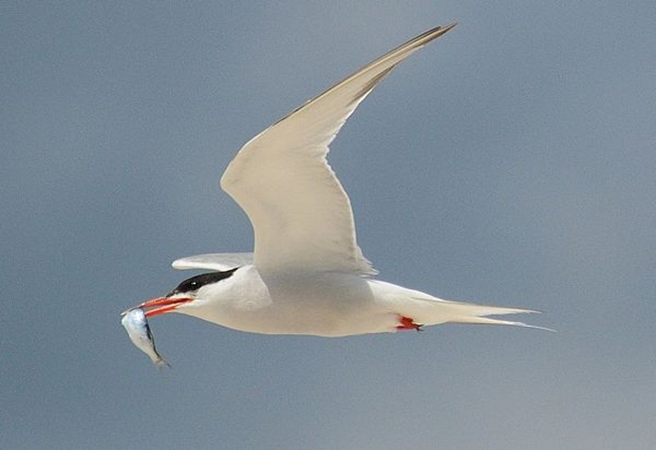 Common Tern © <a href="//commons.wikimedia.org/w/index.php?title=User:Badjoby&amp;action=edit&amp;redlink=1" class="new" title="User:Badjoby (page does not exist)">Badjoby</a>