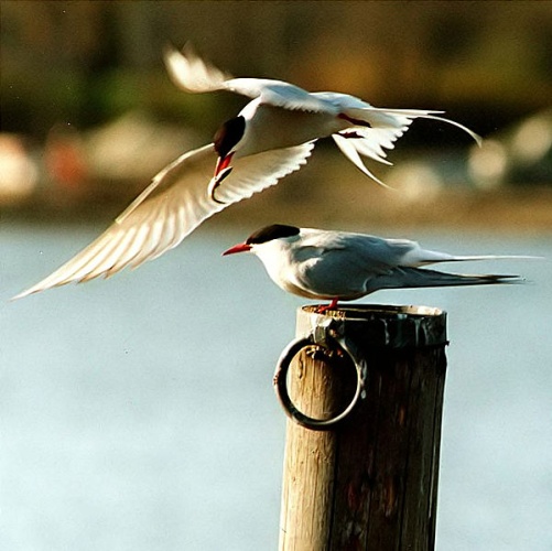 Arctic Tern © Toivo Toivanen &amp; Tiina Toppila