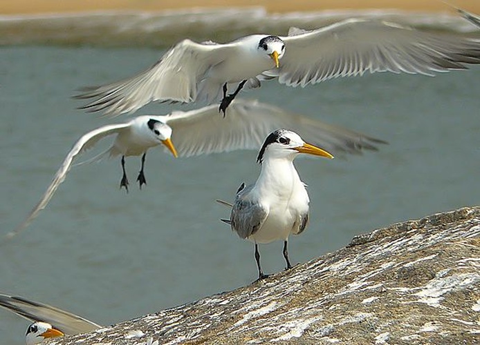 Lesser Crested Tern &copy; <ul><li>
<a href="//commons.wikimedia.org/wiki/File:OneSandwichAmongLesserCrestedTerns.jpg" title="File:OneSandwichAmongLesserCrestedTerns.jpg">OneSandwichAmongLesserCrestedTerns.jpg</a>: <a rel="nofollow" class="external text" href="https://flickr.com/people/23285057@N04">Sandeep Gangadharan</a>
</li></ul>