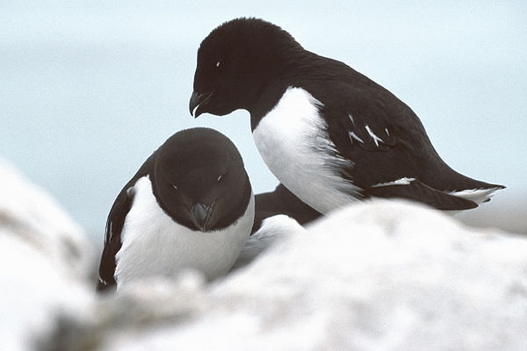 Little Auk &copy; 