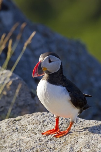 Atlantic Puffin &copy; <a rel="nofollow" class="external text" href="http://photo-natur.de">Andreas Trepte</a>