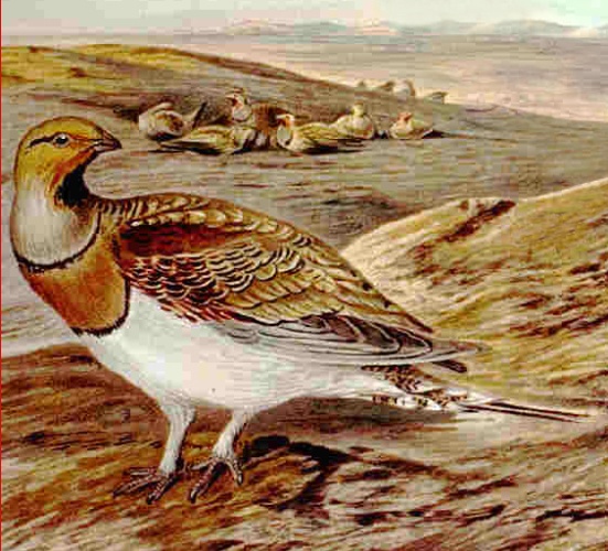 Pin-tailed Sandgrouse &copy; <ul>
<li>
<a href="//commons.wikimedia.org/wiki/File:Pterocles_sp.jpg" title="File:Pterocles sp.jpg">Pterocles_sp.jpg</a>: Naumann</li>
<li>derivative work: Osado</li>
</ul>