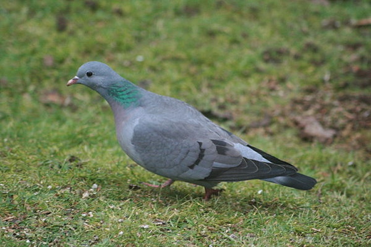 Stock Dove © <a rel="nofollow" class="external text" href="https://www.flickr.com/people/81624096@N00">Chris Cant</a> from Cumbria, UK