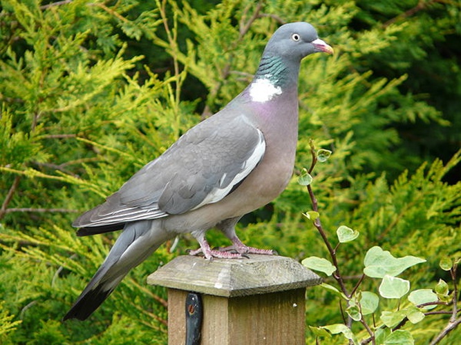 Common Wood Pigeon © <a rel="nofollow" class="external text" href="https://www.flickr.com/people/89056504@N00">Tristan Ferne</a> from UK