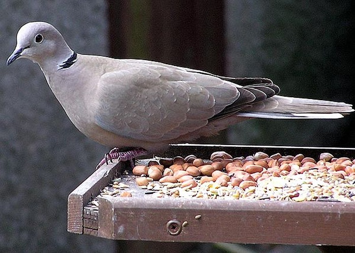 Eurasian Collared Dove &copy; Adrian Pingstone