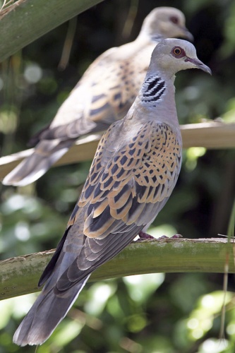 European Turtle Dove © <a href="//commons.wikimedia.org/w/index.php?title=User:Yuvalr&amp;action=edit&amp;redlink=1" class="new" title="User:Yuvalr (page does not exist)">Yuvalr</a>