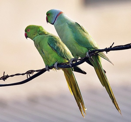 Rose-ringed Parakeet © <a href="//commons.wikimedia.org/wiki/User:J.M.Garg" title="User:J.M.Garg">J.M.Garg</a>