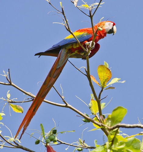 Scarlet Macaw © <a rel="nofollow" class="external text" href="https://www.flickr.com/people/42469324@N00">chuck624</a> from Upstate NY, USA