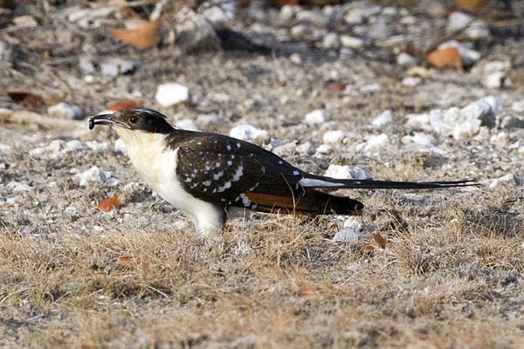 Great Spotted Cuckoo © <a href="//commons.wikimedia.org/wiki/User:Yathin_sk" title="User:Yathin sk">Yathin S Krishnappa</a>