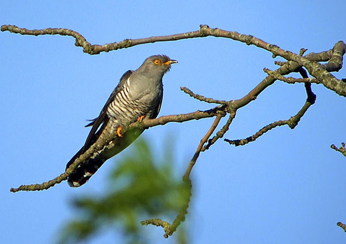 Common Cuckoo &copy; <a href="//commons.wikimedia.org/wiki/User:GabrielBuissart" title="User:GabrielBuissart">GabrielBuissart</a>