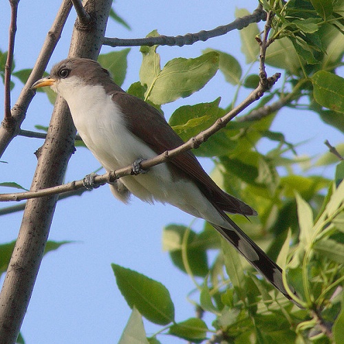 Yellow-billed Cuckoo &copy; No machine-readable author provided. <a href="//commons.wikimedia.org/wiki/User:Factumquintus" title="User:Factumquintus">Factumquintus</a> assumed (based on copyright claims).
