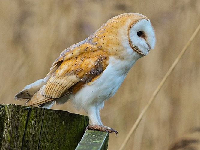 Western Barn Owl © <a href="//commons.wikimedia.org/w/index.php?title=User:Alun_Williams333&amp;action=edit&amp;redlink=1" class="new" title="User:Alun Williams333 (page does not exist)">User:Alun Williams333</a>