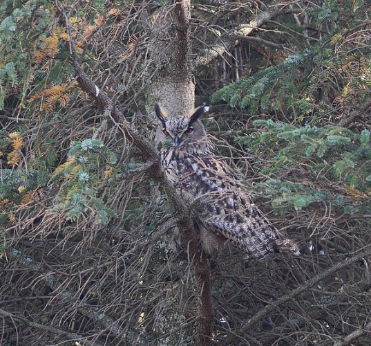 Eurasian Eagle-Owl © <a href="//commons.wikimedia.org/w/index.php?title=User:Marton_Berntsen&amp;action=edit&amp;redlink=1" class="new" title="User:Marton Berntsen (page does not exist)">Marton Berntsen</a>