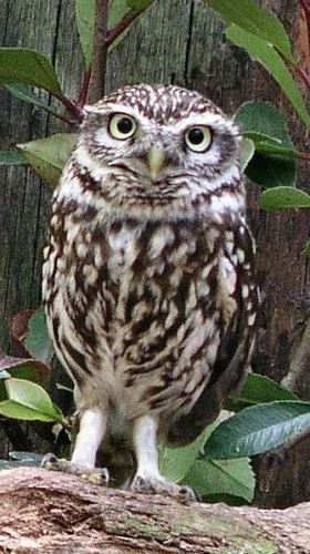 Little Owl &copy; 