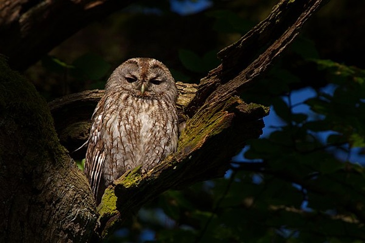 Tawny Owl © <a rel="nofollow" class="external text" href="http://photo-natur.de">Andreas Trepte</a>