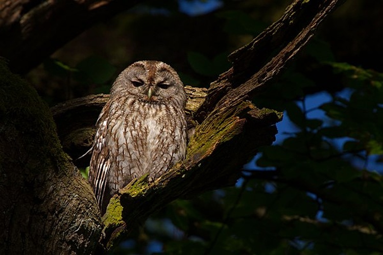 Tawny Owl © <a rel="nofollow" class="external text" href="http://photo-natur.de">Andreas Trepte</a>