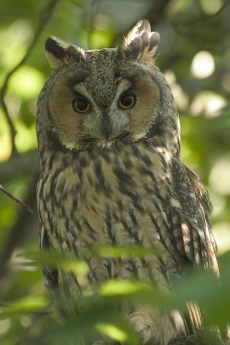 Long-eared Owl &copy; <a href="https://de.wikipedia.org/wiki/Benutzer:Sascha_R%C3%B6sner" class="extiw" title="de:Benutzer:Sascha Rösner">de:User:Sascha Rösner</a>