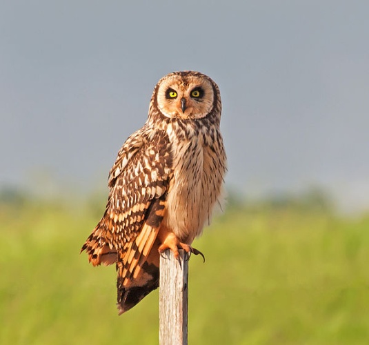 Short-eared Owl &copy; <a rel="nofollow" class="external text" href="https://www.flickr.com/photos/10786455@N00">Dario Sanches</a> from São Paulo, Brazil