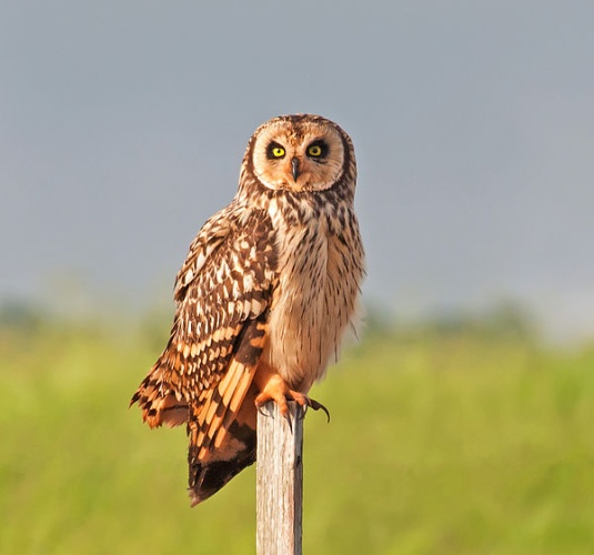 Short-eared Owl © <a rel="nofollow" class="external text" href="https://www.flickr.com/photos/10786455@N00">Dario Sanches</a> from São Paulo, Brazil