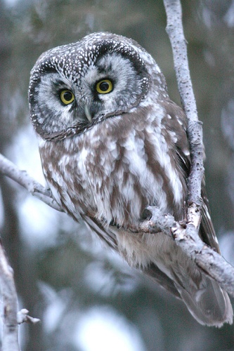 Boreal Owl &copy; 