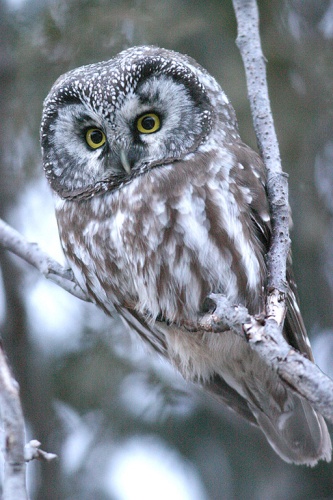 Boreal Owl © 