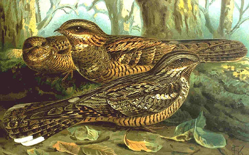 European Nightjar &copy; 