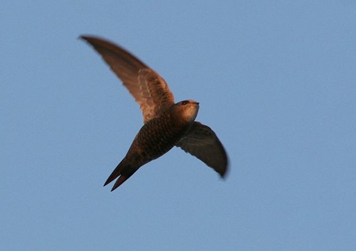 Pallid Swift © <a href="//commons.wikimedia.org/wiki/User:Bogbumper" title="User:Bogbumper">Bogbumper</a>