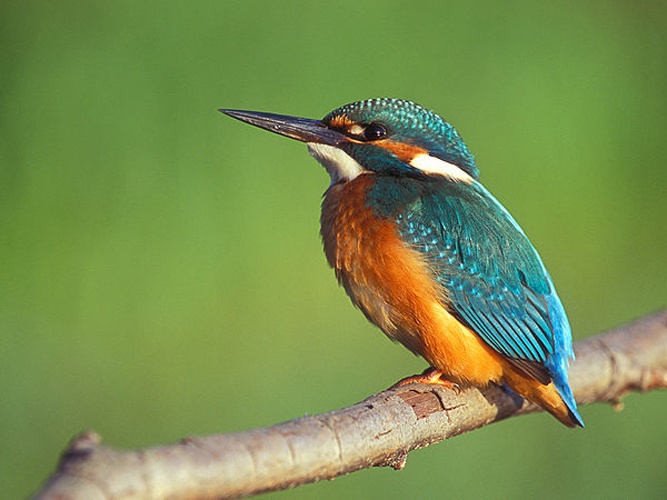 Common Kingfisher © 