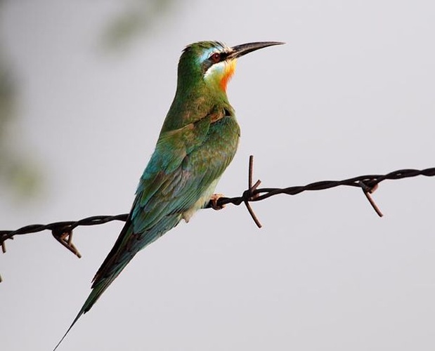 Blue-cheeked Bee-eater © <a rel="nofollow" class="external text" href="https://www.flickr.com/people/kkoshy/">Koshy Koshy</a>