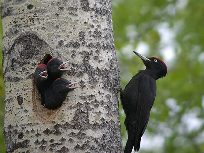 Black Woodpecker &copy; <a rel="nofollow" class="external text" href="https://www.flickr.com/people/55663585@N00">Alastair Rae</a> from London, United Kingdom