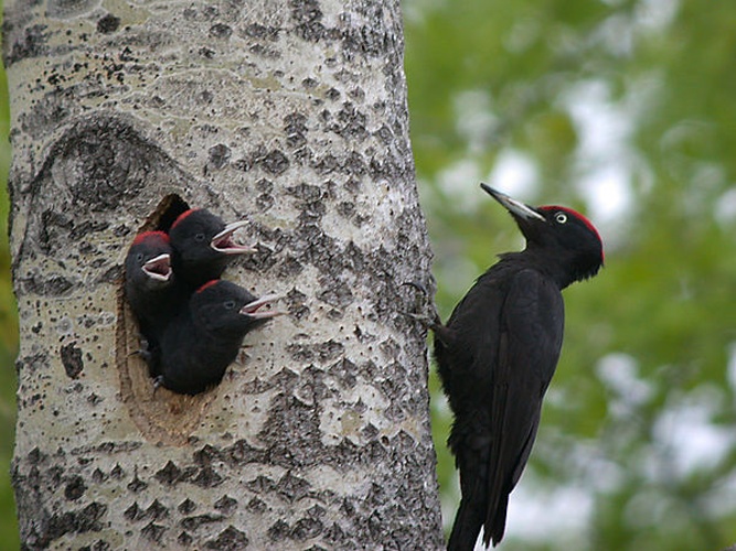 Black Woodpecker © <a rel="nofollow" class="external text" href="https://www.flickr.com/people/55663585@N00">Alastair Rae</a> from London, United Kingdom