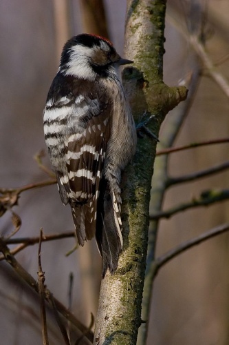 Lesser Spotted Woodpecker &copy; Thermos