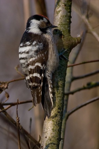 Lesser Spotted Woodpecker © Thermos