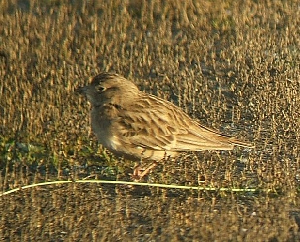Greater Short-toed Lark © <a href="//commons.wikimedia.org/wiki/User:MPF" title="User:MPF">MPF</a>