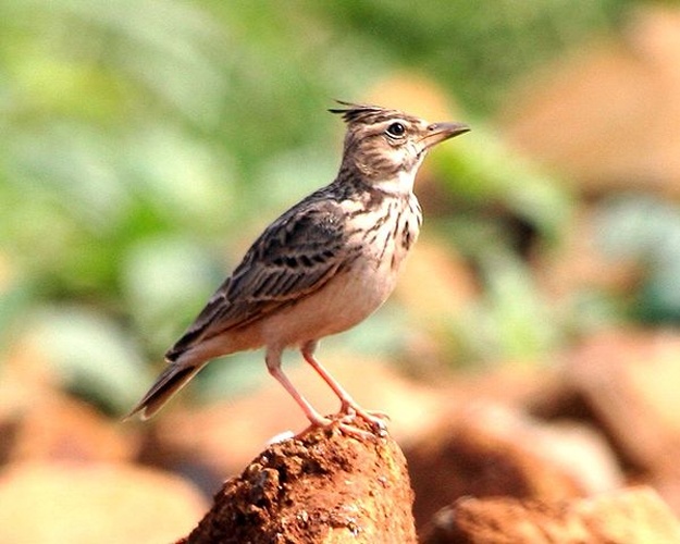 Crested Lark © <a rel="nofollow" class="external text" href="https://www.flickr.com/people/64565252@N00">Lip Kee Yap</a>