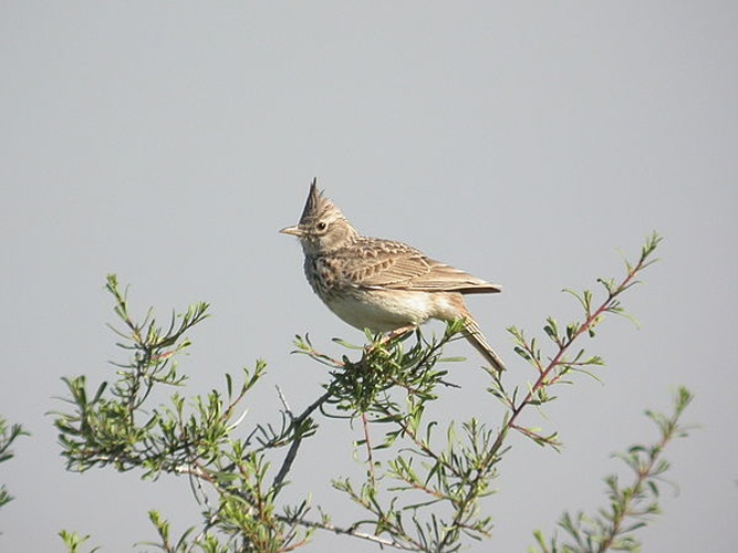 Thekla Lark &copy; <a href="//commons.wikimedia.org/wiki/User:Adrian198cm" title="User:Adrian198cm">Adrian198cm</a>