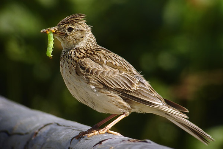 Eurasian Skylark © Daniel Pettersson