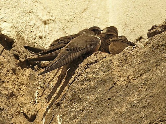 Eurasian crag martin &copy; <a rel="nofollow" class="external text" href="https://flickr.com/people/28820410@N03">Martien Brand</a>