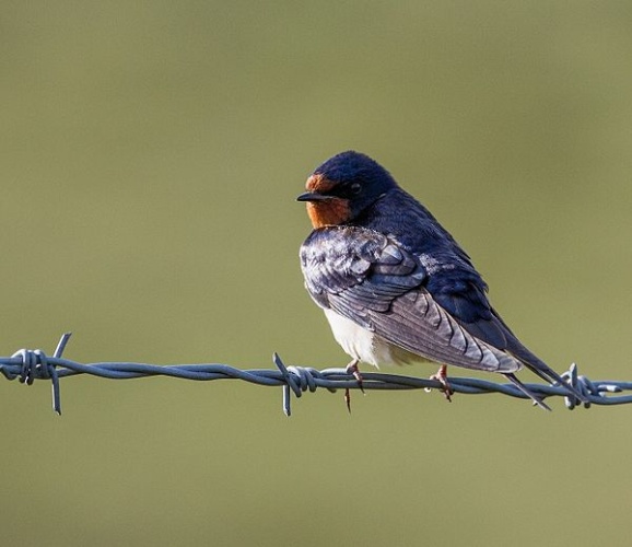 Barn Swallow © <a href="//commons.wikimedia.org/w/index.php?title=User:Alun_Williams333&amp;action=edit&amp;redlink=1" class="new" title="User:Alun Williams333 (page does not exist)">Alun Williams333</a>