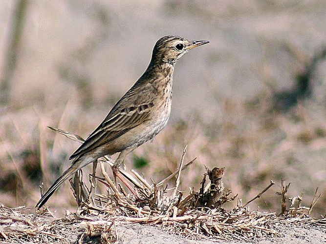 Richard's Pipit © <a href="//commons.wikimedia.org/wiki/User:J.M.Garg" title="User:J.M.Garg">J.M.Garg</a>