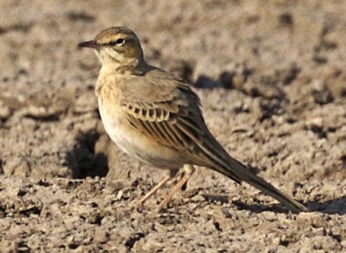 Tawny Pipit &copy; <ul>
<li>
<a href="//commons.wikimedia.org/wiki/File:AnthusCampestris.jpg" title="File:AnthusCampestris.jpg">AnthusCampestris.jpg</a>: Lip Kee</li>
<li>derivative work: <a href="//commons.wikimedia.org/wiki/User:Bogbumper" title="User:Bogbumper">Bogbumper</a> (<a href="//commons.wikimedia.org/wiki/User_talk:Bogbumper" title="User talk:Bogbumper"><span class="signature-talk">talk</span></a>)</li>
</ul>