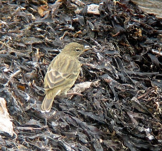 Eurasian Rock Pipit &copy; No machine-readable author provided. <a href="//commons.wikimedia.org/wiki/User:MPF" title="User:MPF">MPF</a> assumed (based on copyright claims).