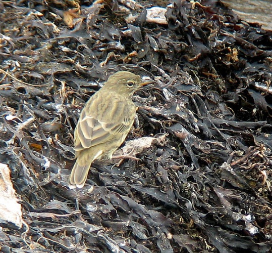 Eurasian Rock Pipit © No machine-readable author provided. <a href="//commons.wikimedia.org/wiki/User:MPF" title="User:MPF">MPF</a> assumed (based on copyright claims).