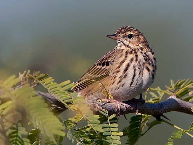 Tree Pipit &copy; <a href="//commons.wikimedia.org/w/index.php?title=User:Cks3976&amp;action=edit&amp;redlink=1" class="new" title="User:Cks3976 (page does not exist)">Cks3976</a>